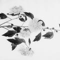 Botanical III Mural Wallpaper - pure wallpaper artwork