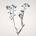 Field Journal Entry I Color Mural Wallpaper - pure wallpaper artwork