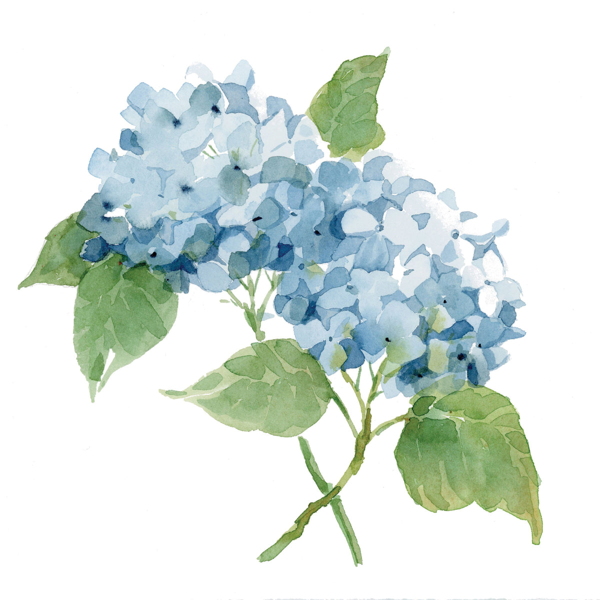 Blue Hydrangea II Mural Wallpaper - pure wallpaper artwork