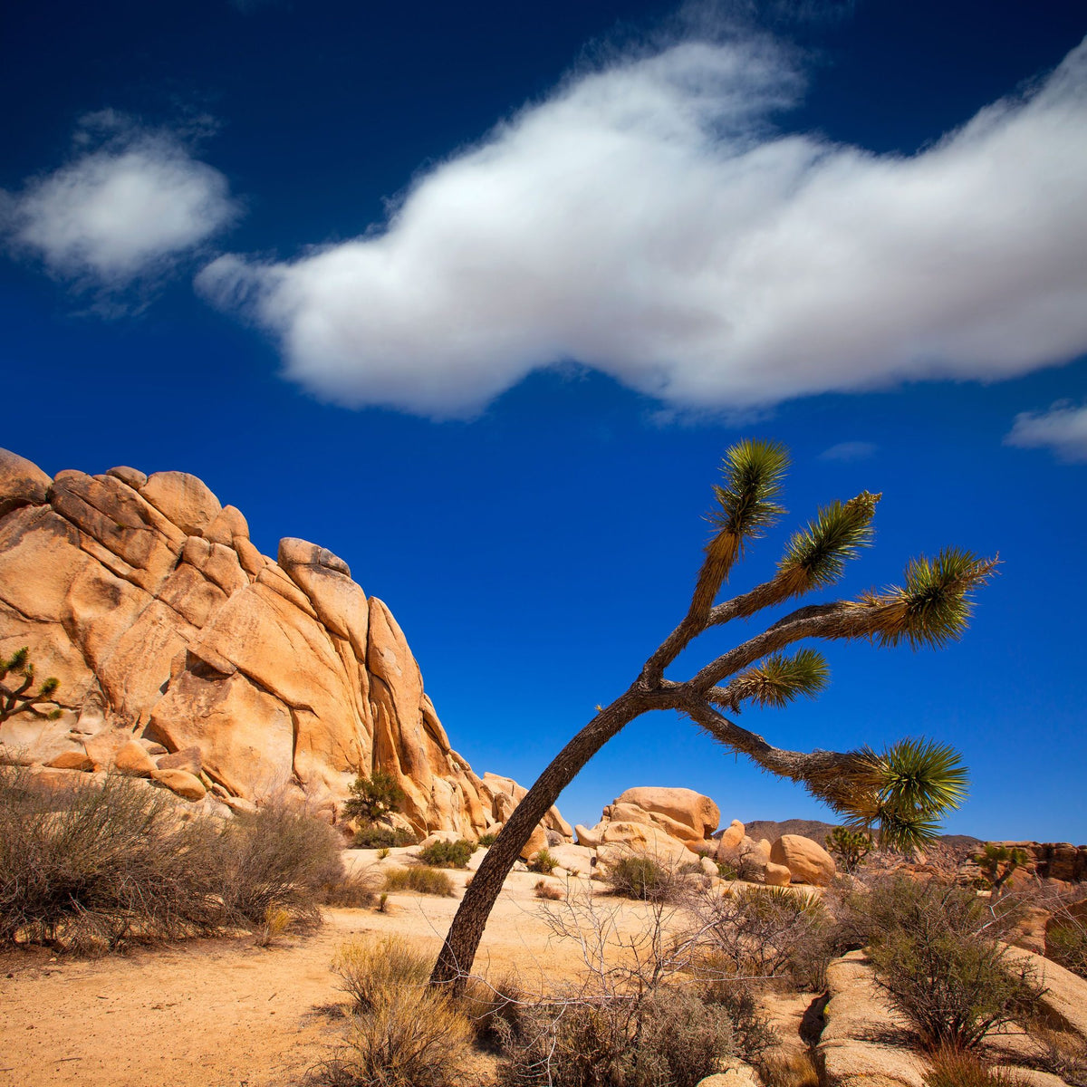 Joshua Tree Blue II Mural Wallpaper - pure wallpaper artwork