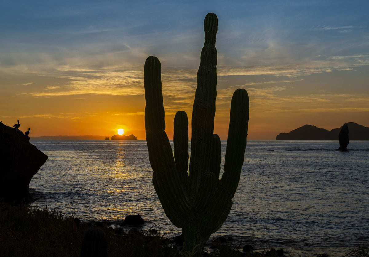 Cactus Coast Mural Wallpaper - pure wallpaper artwork