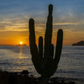 Cactus Coast Mural Wallpaper - pure wallpaper artwork