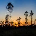 Silhouette Trees Mural Wallpaper - pure wallpaper artwork