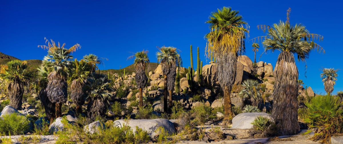 Baja Palms Mural Wallpaper - pure wallpaper artwork