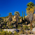 Baja Palms Mural Wallpaper - pure wallpaper artwork