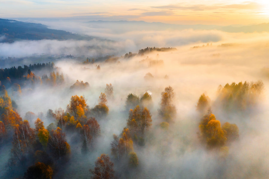 Foggy Birch Dream Mural Wallpaper
