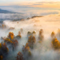 Foggy Birch Dream Mural Wallpaper - pure wallpaper artwork