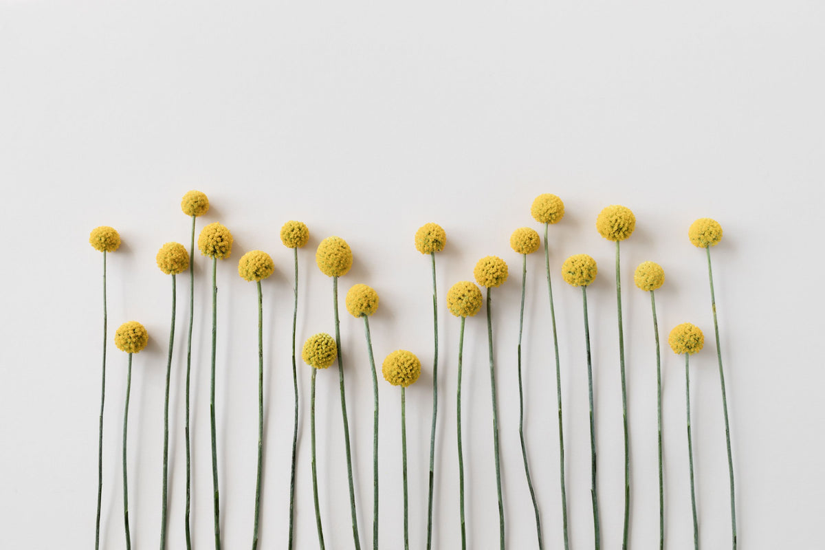 Minimalist Craspedia Mural Wallpaper - pure wallpaper artwork