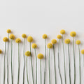 Minimalist Craspedia Mural Wallpaper - pure wallpaper artwork