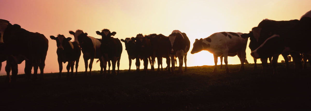Sunset Pasture Mural Wallpaper - pure wallpaper artwork