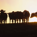 Sunset Pasture Mural Wallpaper - pure wallpaper artwork