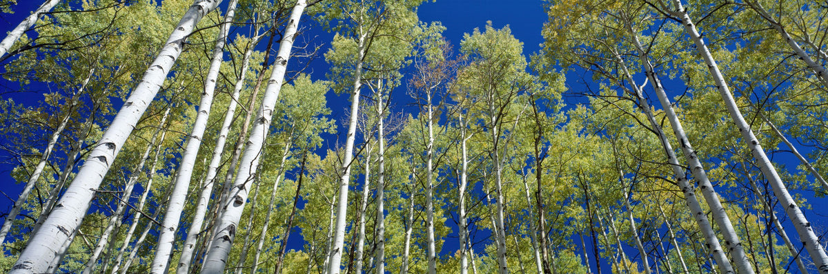 Cobalt Birch Forest Mural Wallpaper - pure wallpaper artwork
