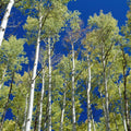 Cobalt Birch Forest Mural Wallpaper - pure wallpaper artwork