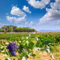 Ready For Harvest Mural Wallpaper - pure wallpaper artwork
