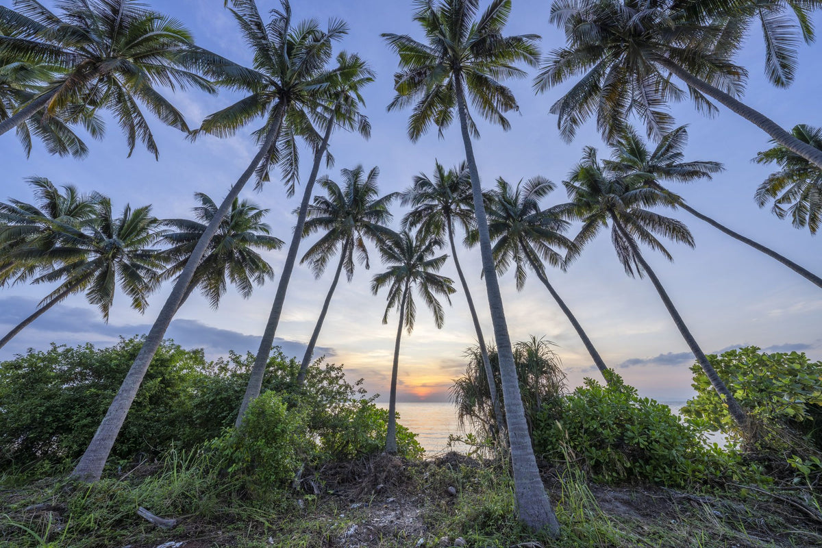 Tropical Sunset Palm Mural Wallpaper - pure wallpaper artwork