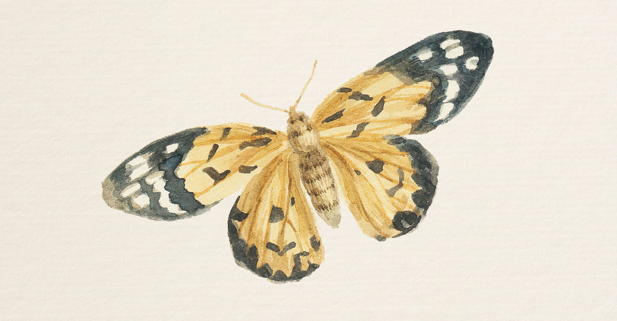 Honeybloom Butterfly II Mural Wallpaper - pure wallpaper artwork