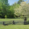 Pisgah Bloom Mural Wallpaper - pure wallpaper artwork
