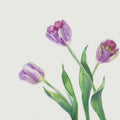 Lavender Tulip Watercolor Mural Wallpaper - pure wallpaper artwork