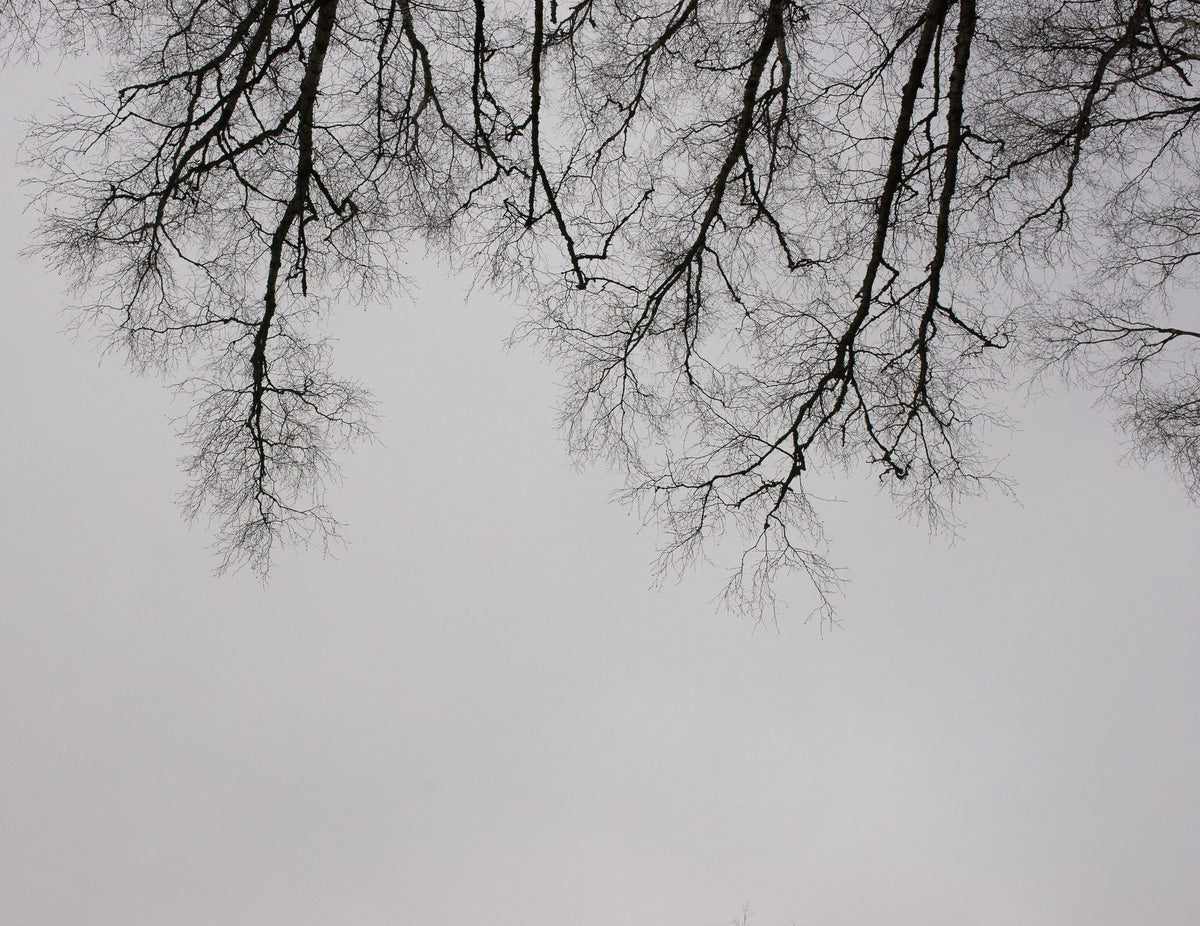 Structure of Trees Mural Wallpaper - pure wallpaper artwork