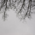 Structure of Trees Mural Wallpaper - pure wallpaper artwork
