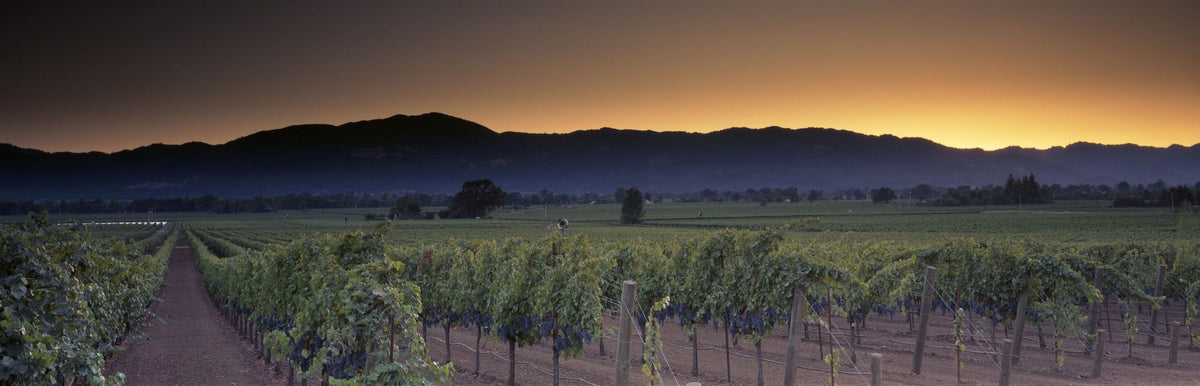 Napa Sunrise Mural Wallpaper - pure wallpaper artwork