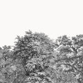 Over the Treetops, Stone Mural Wallpaper - pure wallpaper artwork