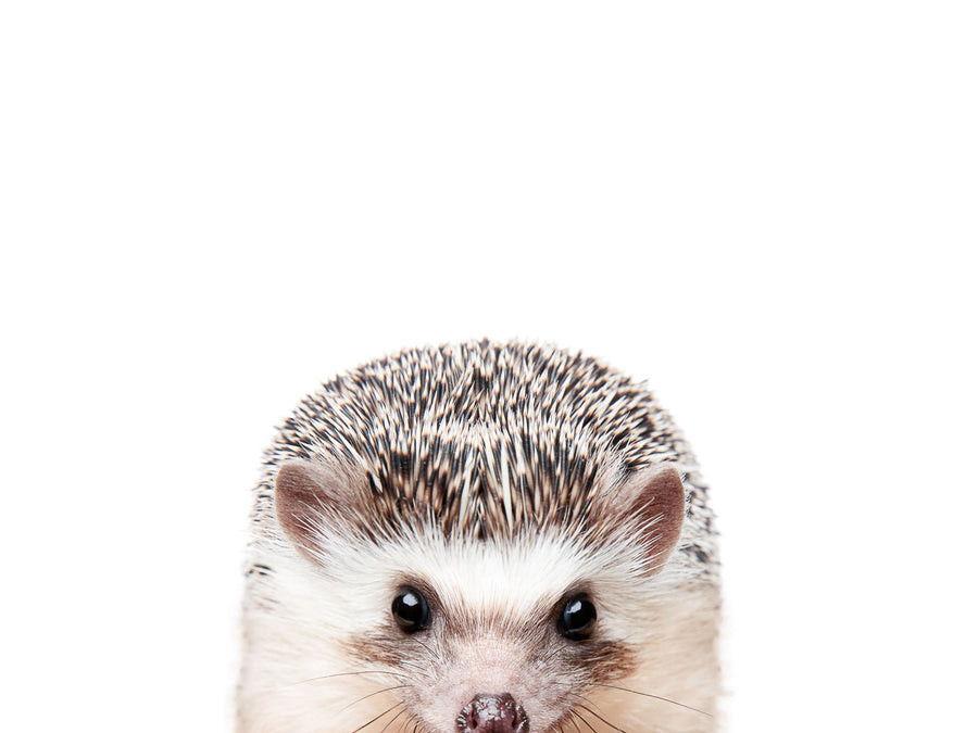 Peeking Hedgehog Mural Wallpaper