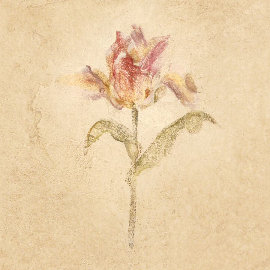 Zoomer Schon Tulip Mural Wallpaper