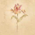 Zoomer Schon Tulip Mural Wallpaper - pure wallpaper artwork