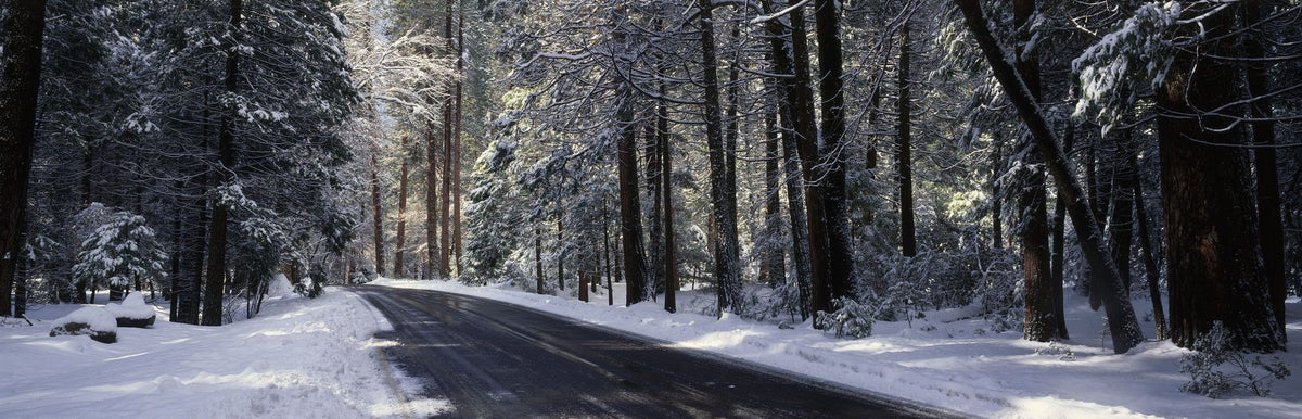 Winter's Passage Forest Mural Wallpaper - pure wallpaper artwork