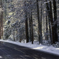 Winter's Passage Forest Mural Wallpaper - pure wallpaper artwork
