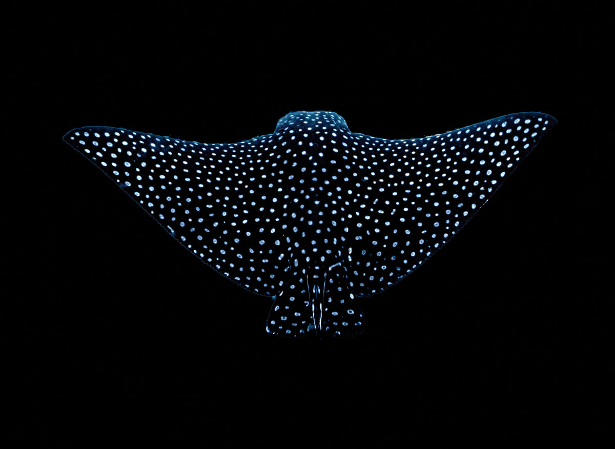 Eagle Ray Sway Mural Wallpaper - pure wallpaper artwork