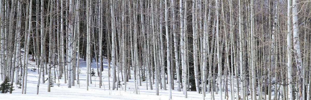 Winter Birch Stillness Mural Wallpaper - pure wallpaper artwork