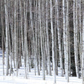Winter Birch Stillness Mural Wallpaper - pure wallpaper artwork