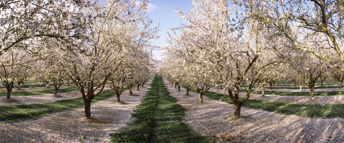 Blossoming Symmetry Mural Wallpaper - pure wallpaper artwork