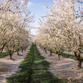 Blossoming Symmetry Mural Wallpaper - pure wallpaper artwork