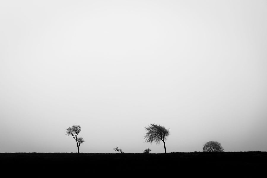 Misty Field Mural Wallpaper