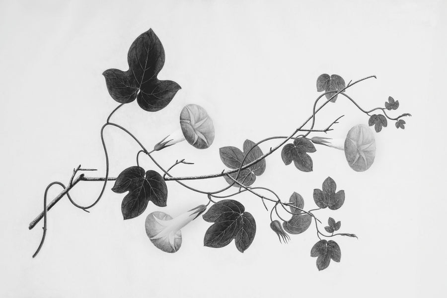 Botanical VI Mural Wallpaper