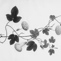 Botanical VI Mural Wallpaper - pure wallpaper artwork