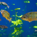 Ocean Friends Mural Wallpaper - pure wallpaper artwork