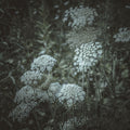 Moonlight Flowers Mural Wallpaper - pure wallpaper artwork