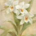 Dreamy Orchids II Mural Wallpaper - pure wallpaper artwork