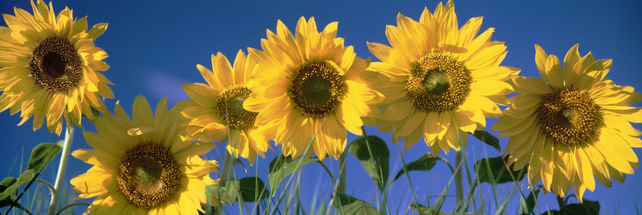 Sunflower Sky Mural Wallpaper