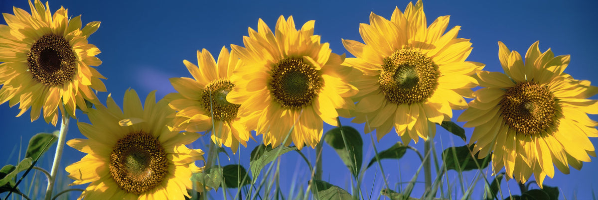 Sunflower Sky Mural Wallpaper - pure wallpaper artwork