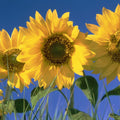 Sunflower Sky Mural Wallpaper - pure wallpaper artwork