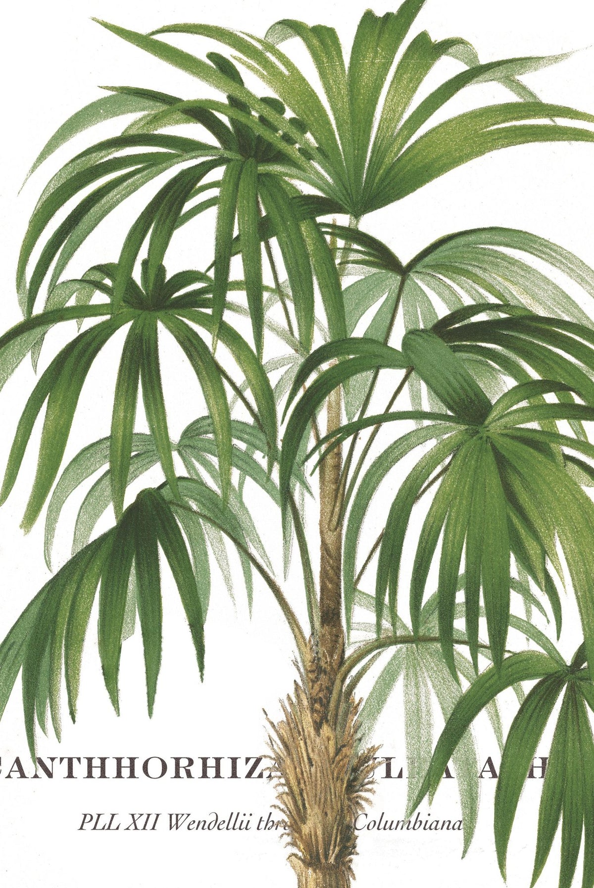 Riviera Palms II Mural Wallpaper - pure wallpaper artwork