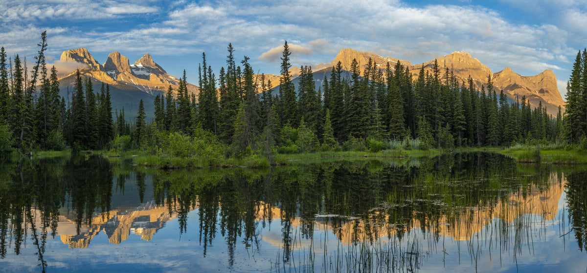 Two Jack Lake Trees Mural Wallpaper - pure wallpaper artwork