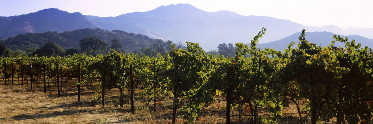 Napa Grape Vines Mural Wallpaper - pure wallpaper artwork