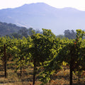 Napa Grape Vines Mural Wallpaper - pure wallpaper artwork