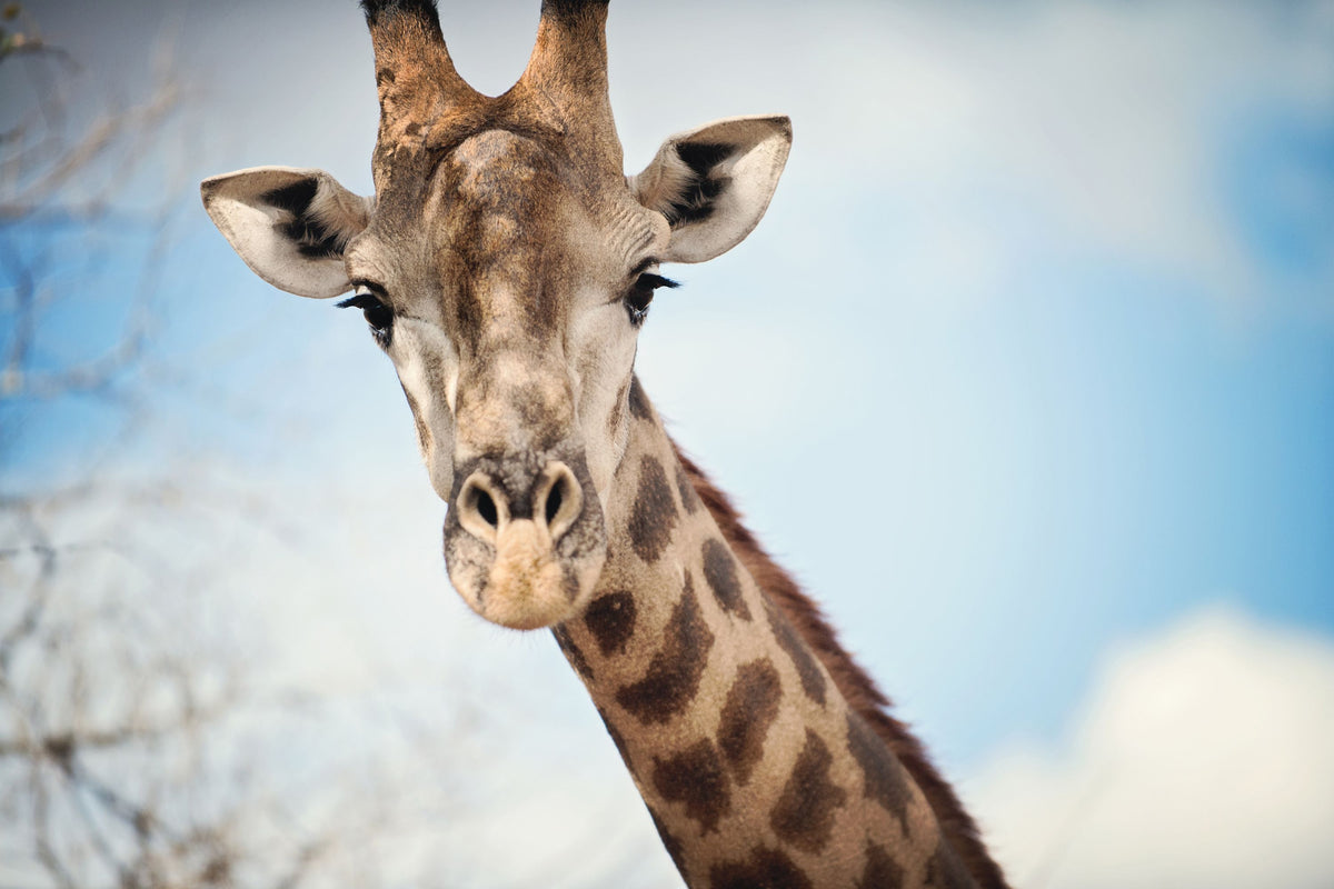 Giraffe Portrait I Mural Wallpaper - pure wallpaper artwork